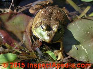Frog in a pond in Laurentides in Quebec, Canada (C) Daniel Friedman